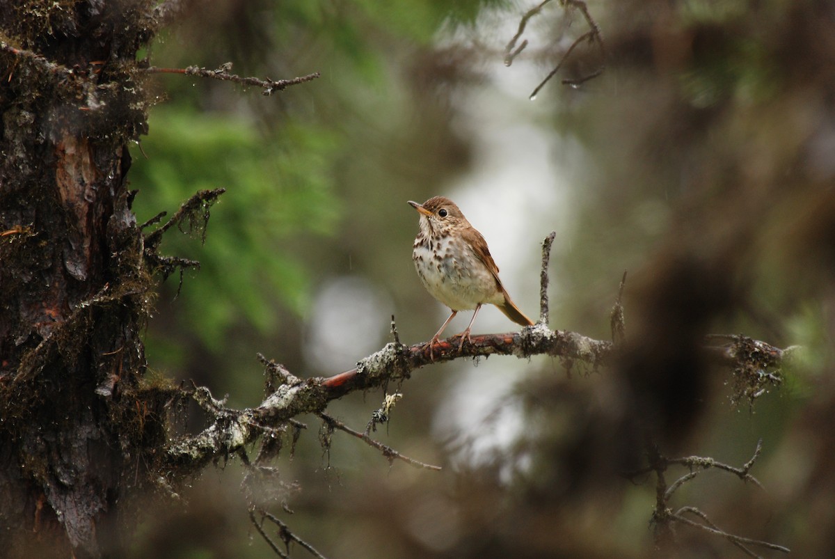 Hermit Thrush - Ryan O'Donnell