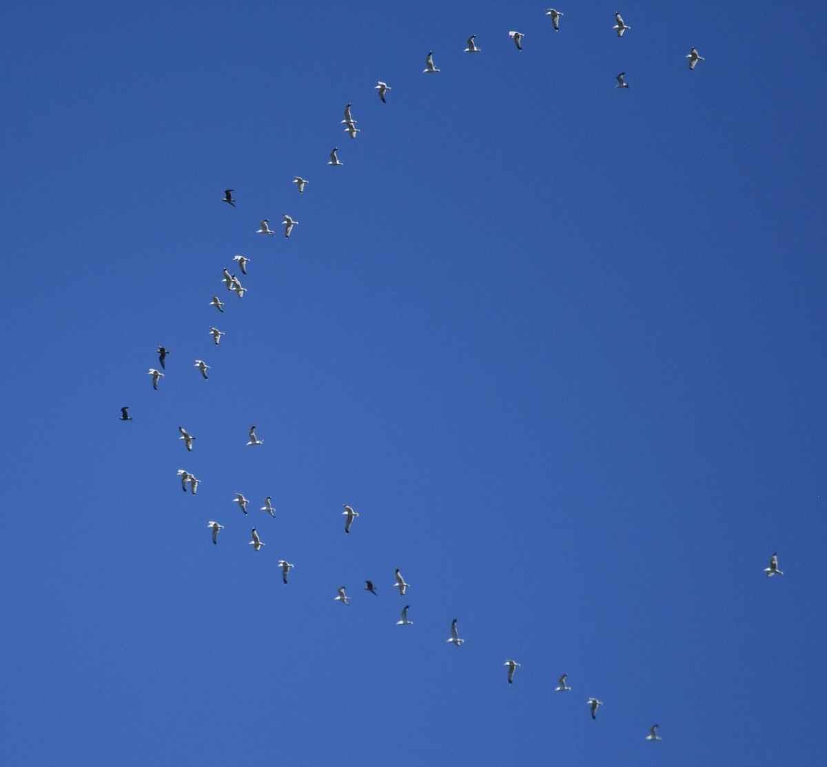 California Gull - ML107489681