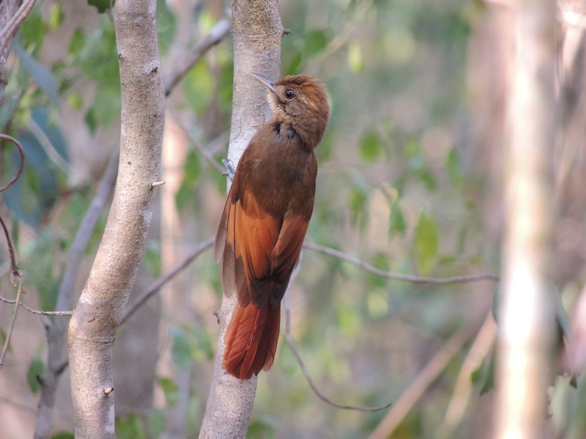 Tawny-winged Woodcreeper - Ichi Wildlife Tours