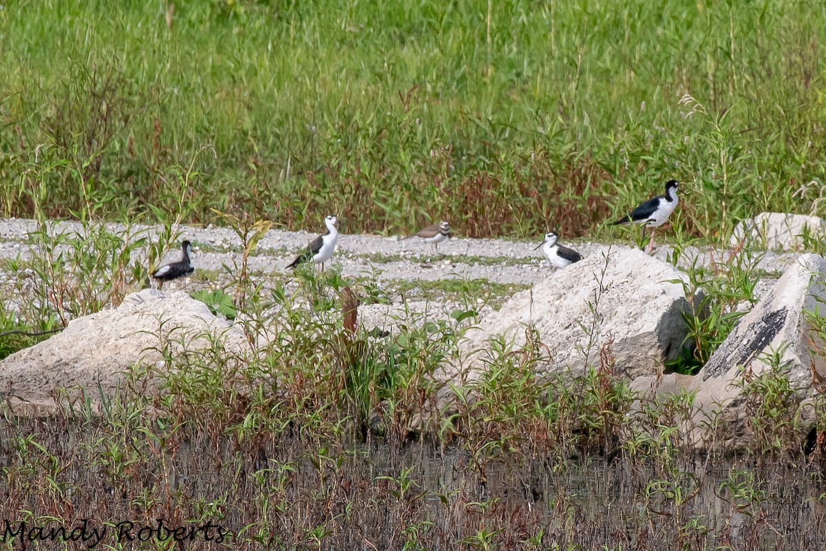 Black-necked Stilt - ML107494971