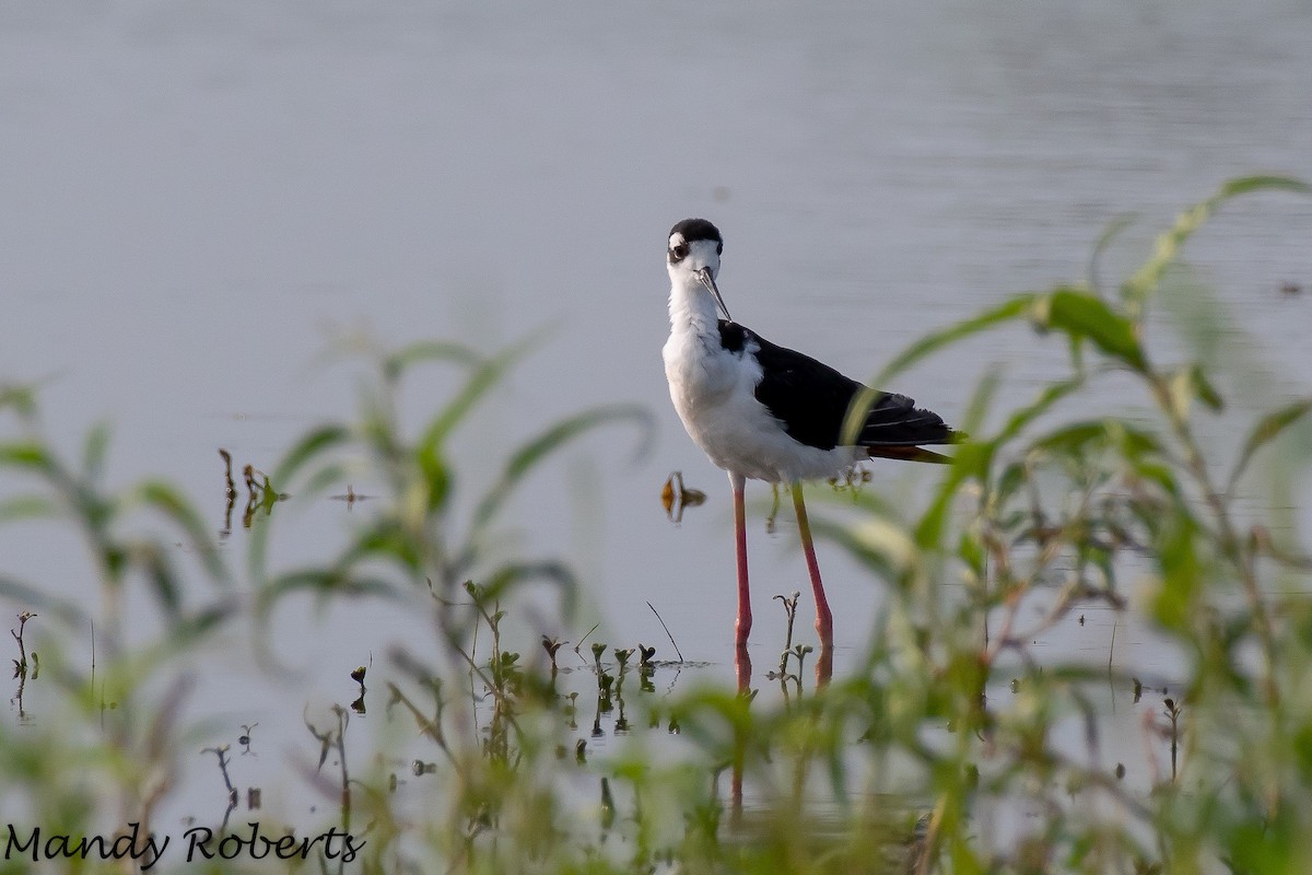 Black-necked Stilt - Mandy Roberts