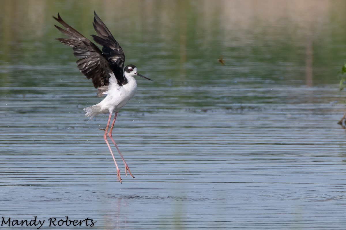 Black-necked Stilt - ML107494991