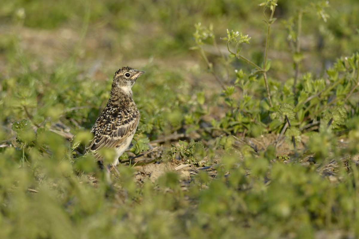 Horned Lark - Daniel Irons