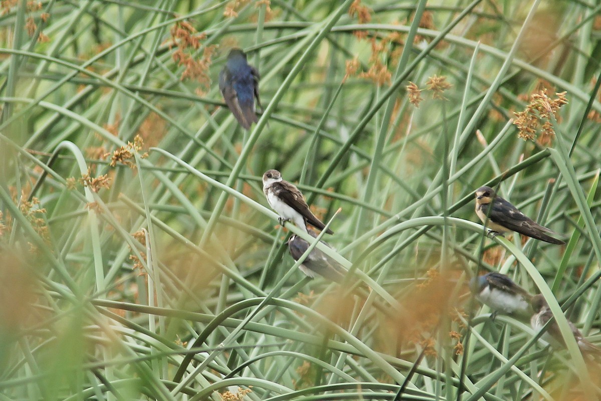 Bank Swallow - ML107495621