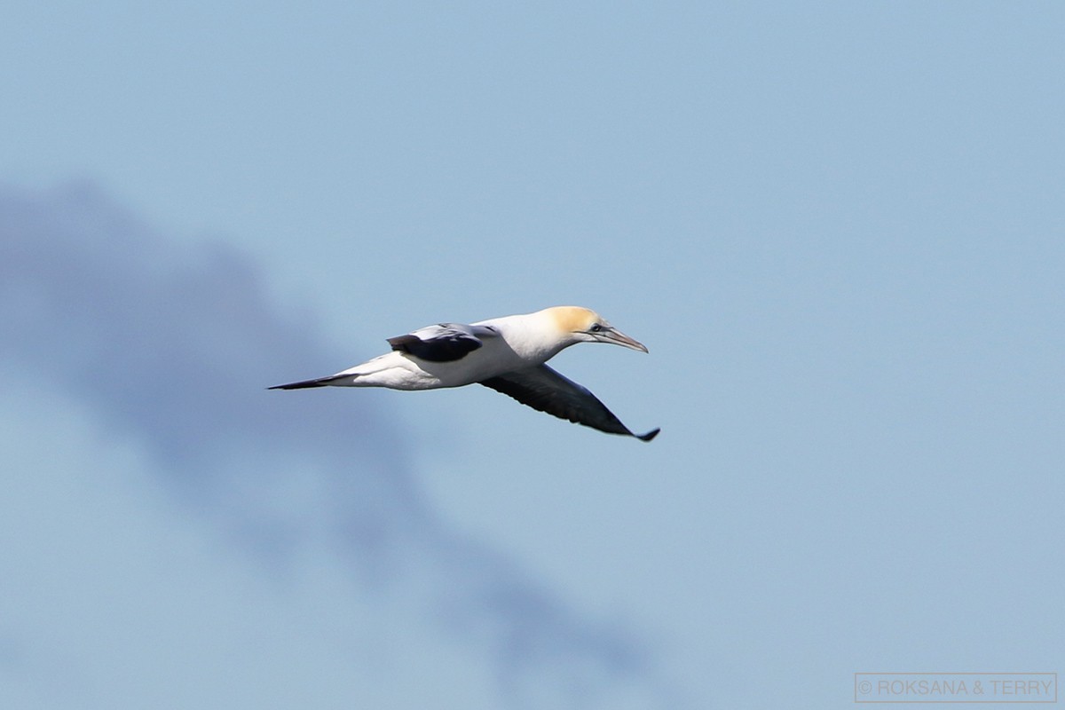 Australasian Gannet - ML107499251