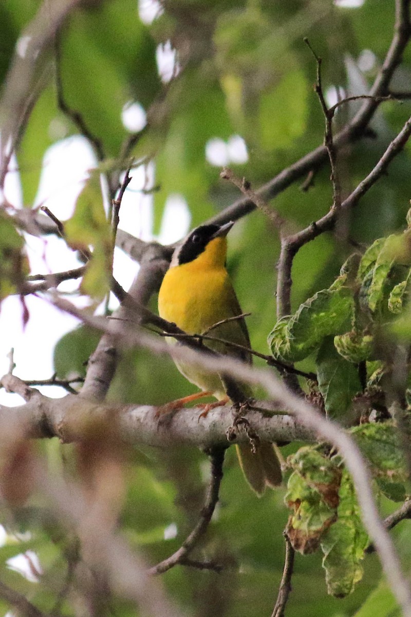 Common Yellowthroat - ML107501111