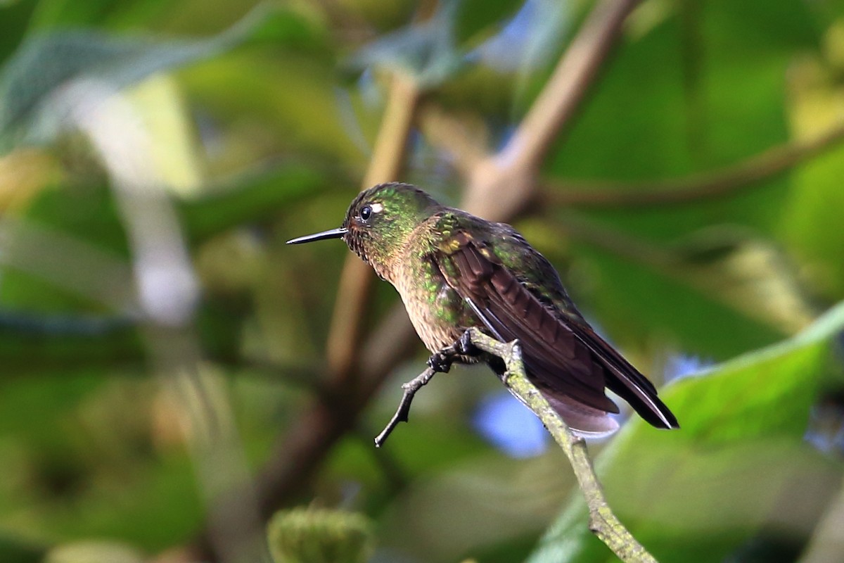 kolibřík dřišťálový - ML107502071