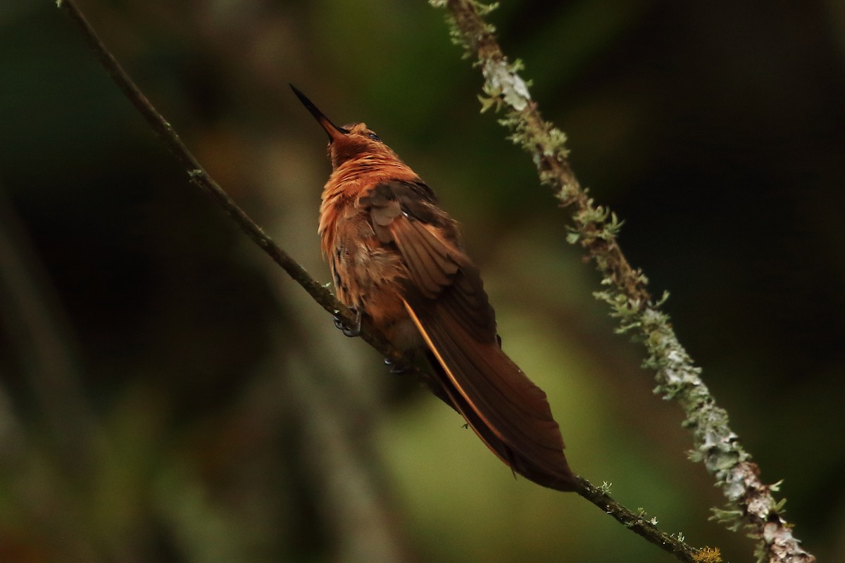 kolibřík duhovohřbetý - ML107502141