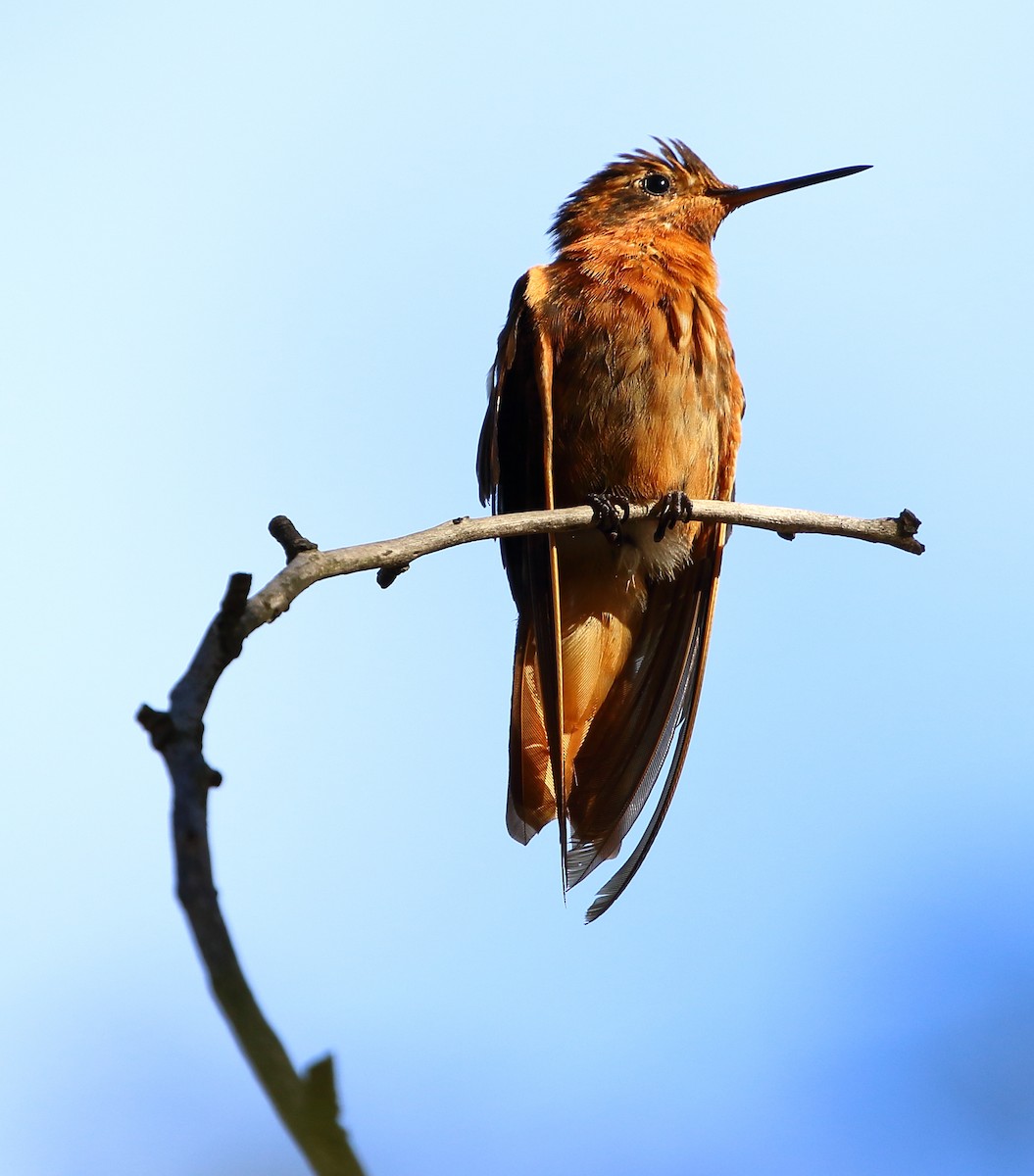 kolibřík duhovohřbetý - ML107502171