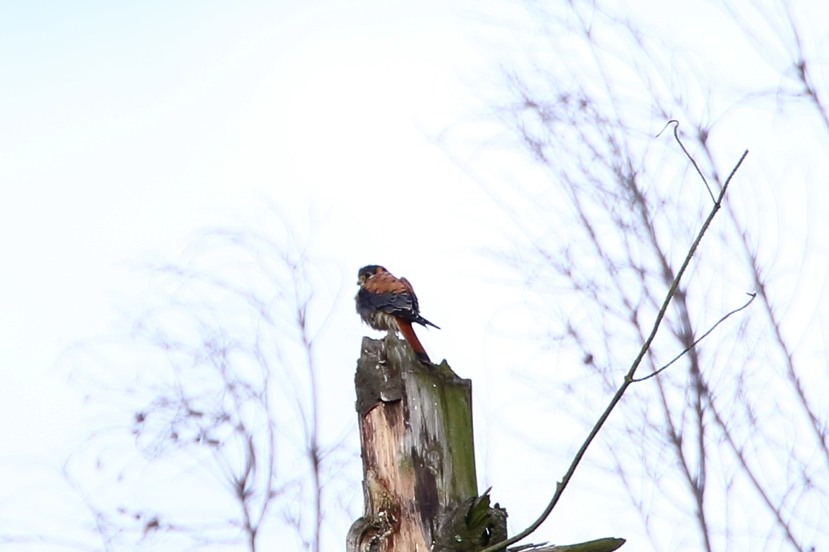 American Kestrel - David Bird