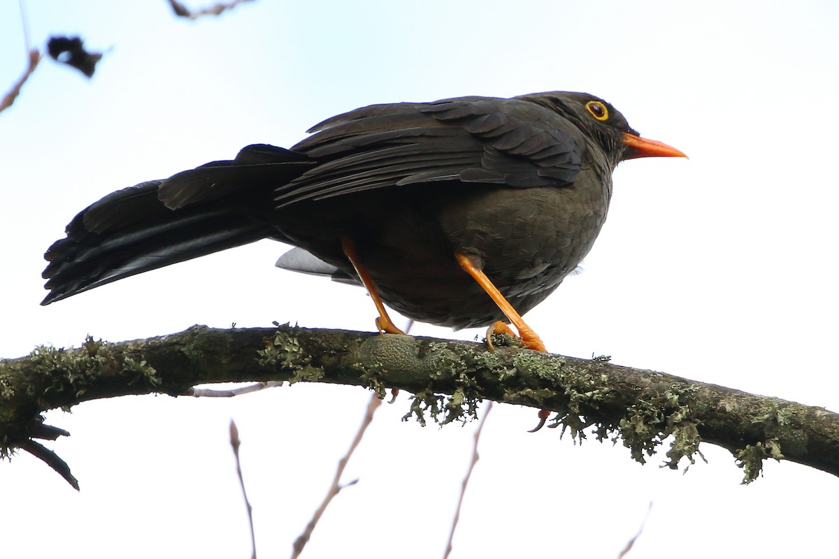 Great Thrush - David Bird