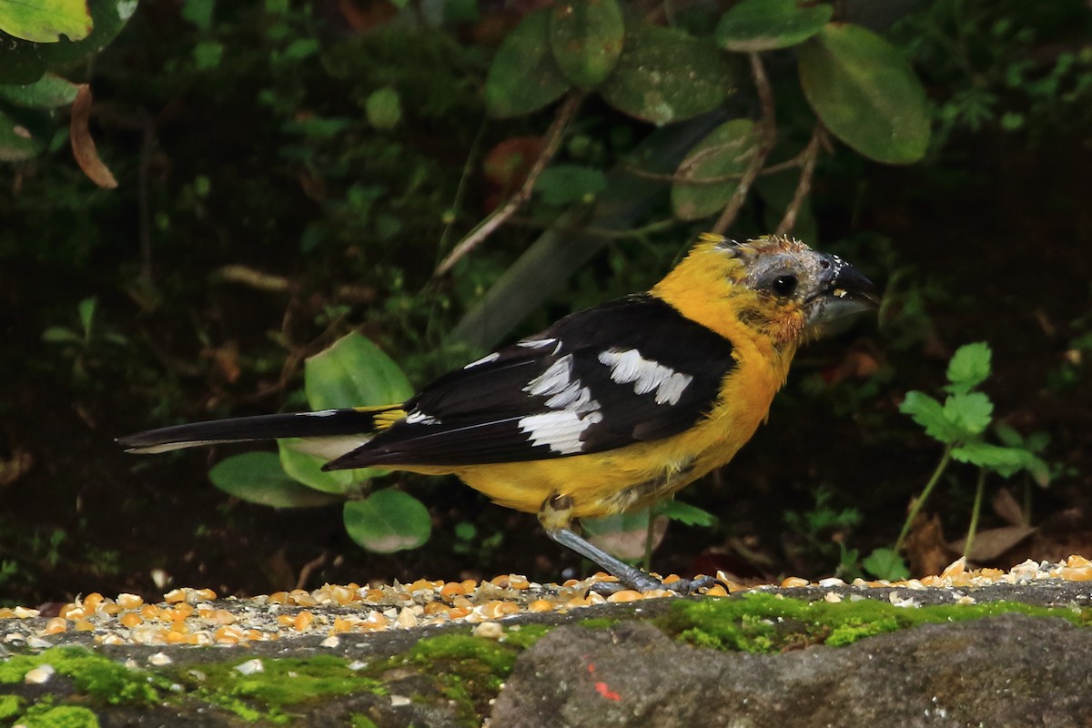 Golden Grosbeak - ML107502521