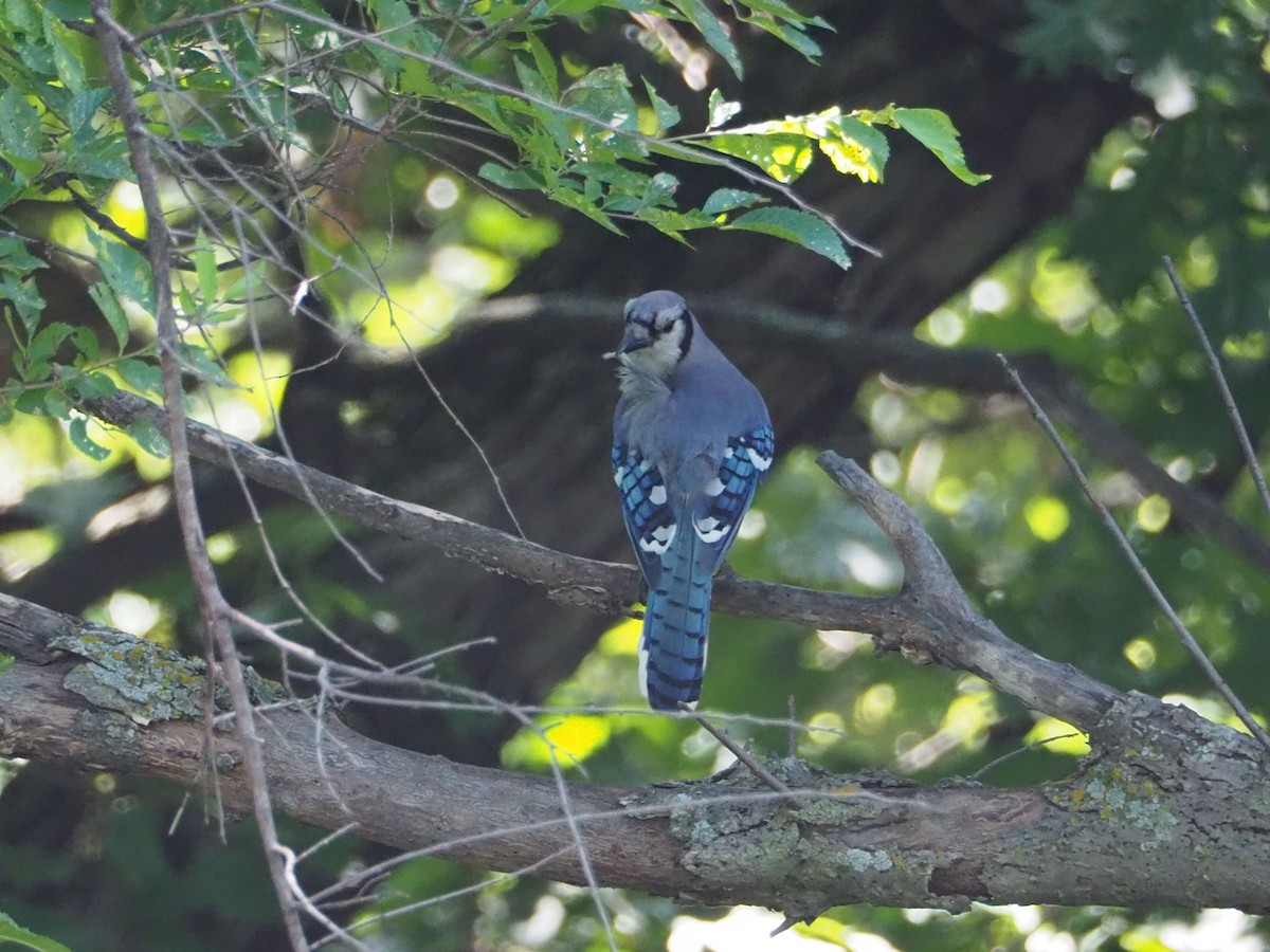 Blue Jay - ML107502561