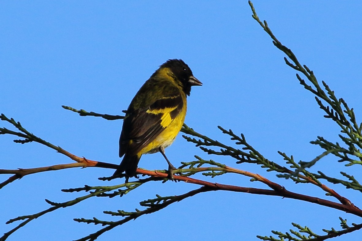 Hooded Siskin - ML107502591