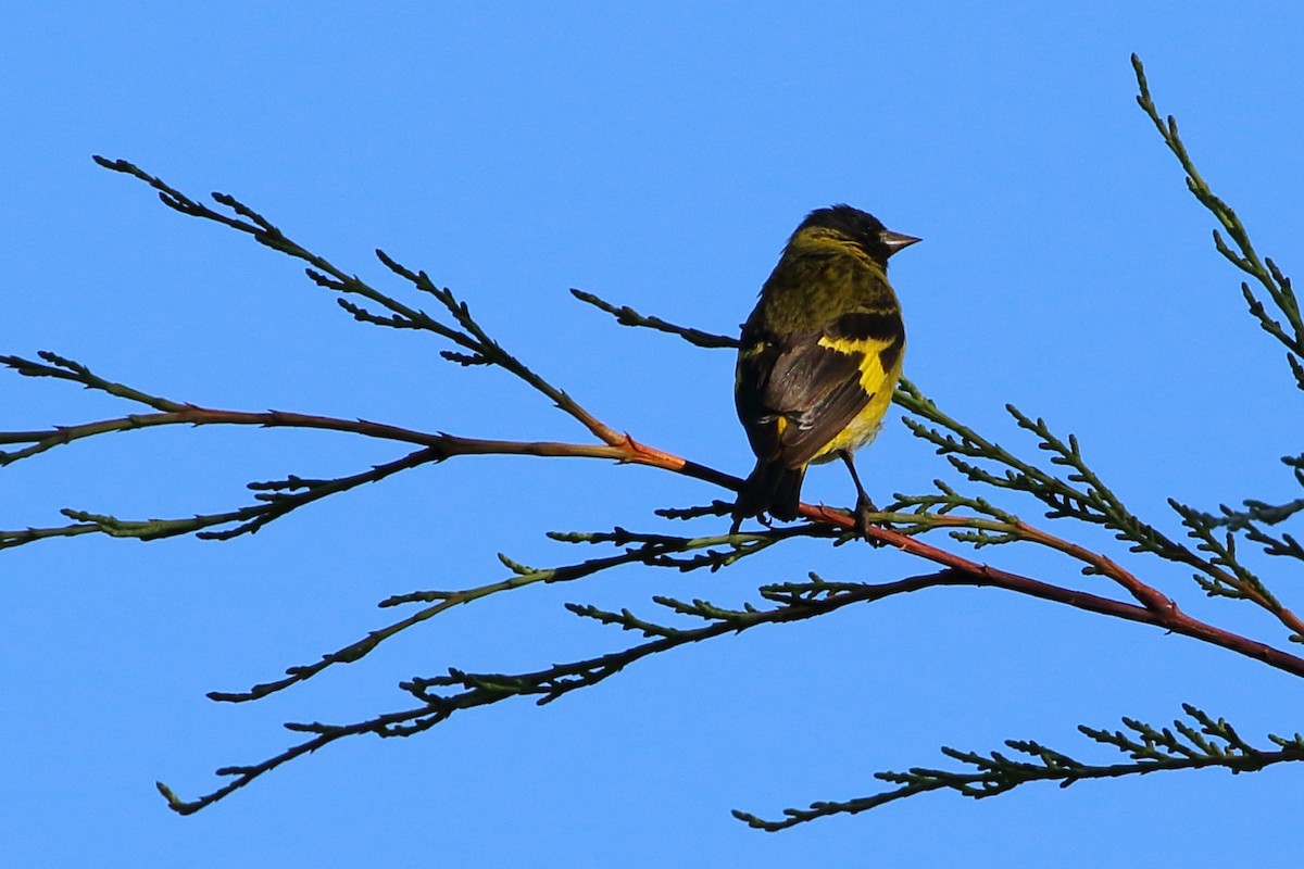 Hooded Siskin - ML107502611