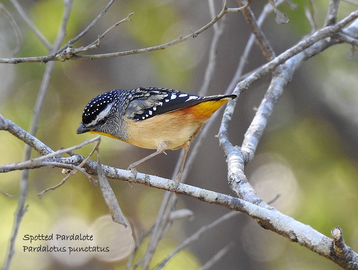 Spotted Pardalote - ML107503321