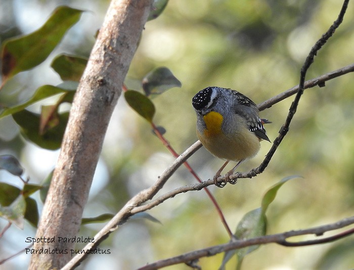 Spotted Pardalote - ML107503381