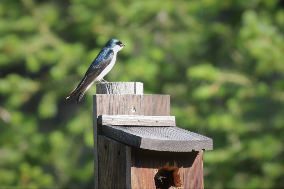 Tree Swallow - ML107503441