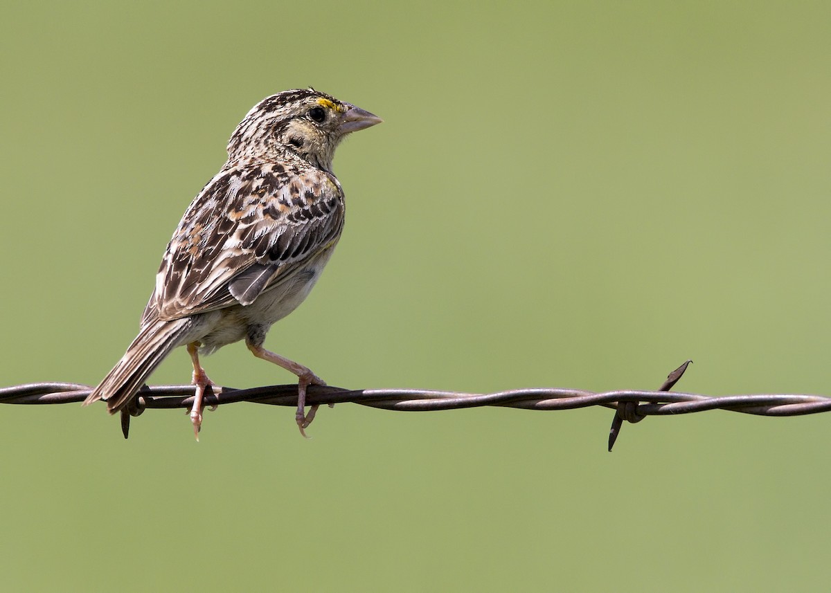 Grasshopper Sparrow - ML107504621