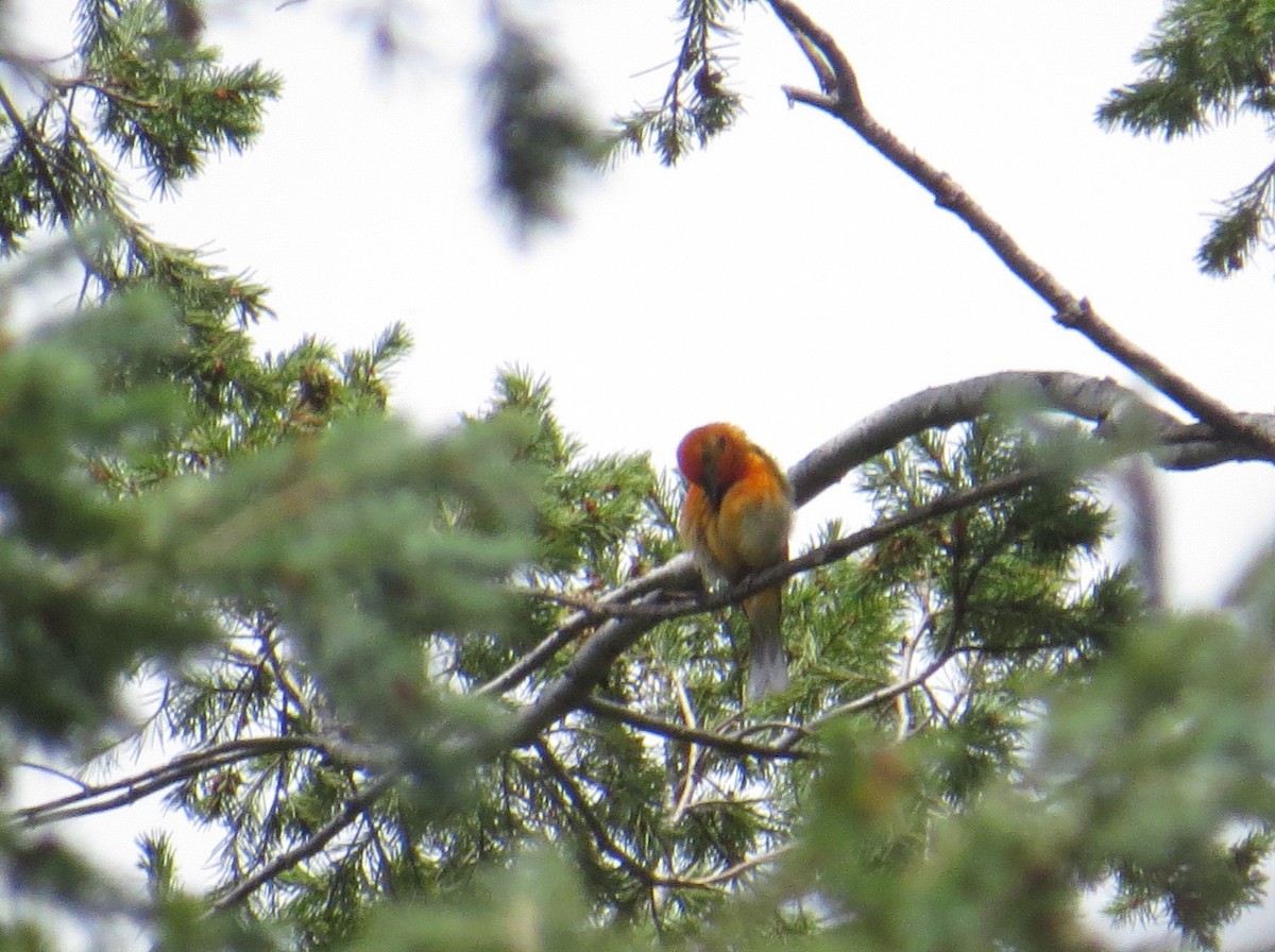 Flame-colored Tanager - ML107505501