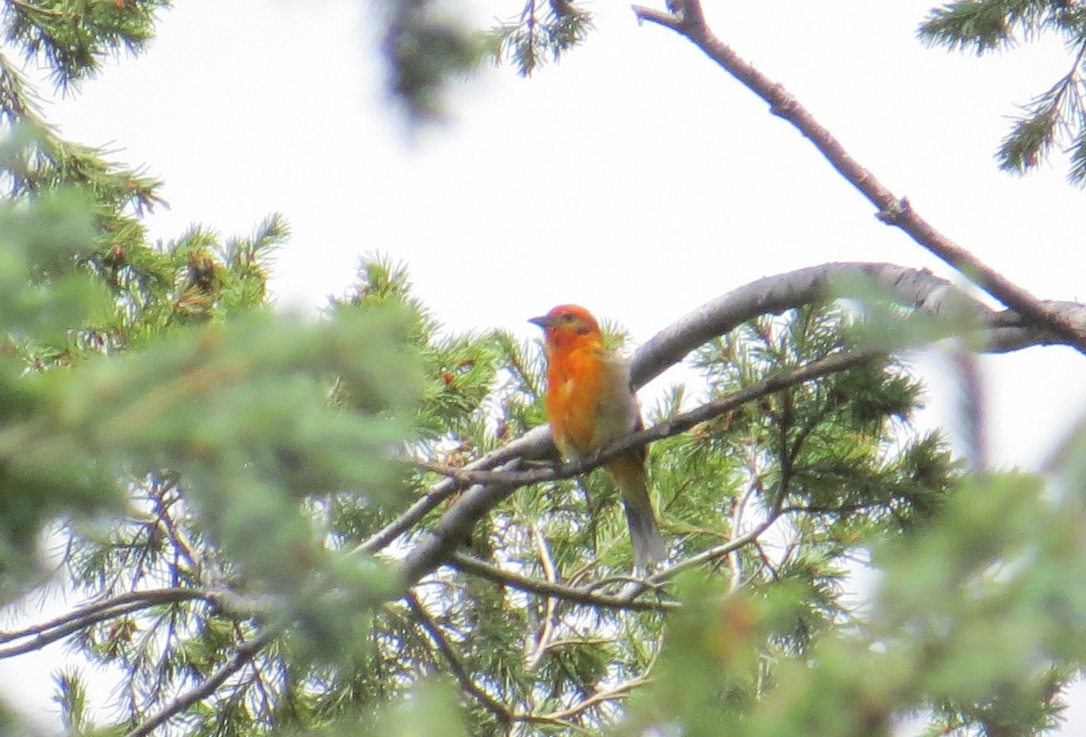 Flame-colored Tanager - ML107505521
