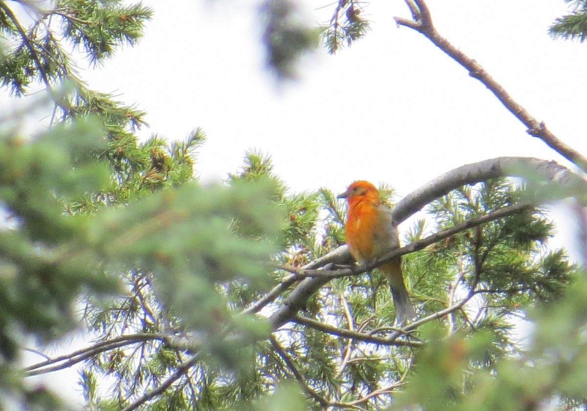 Flame-colored Tanager - ML107505531