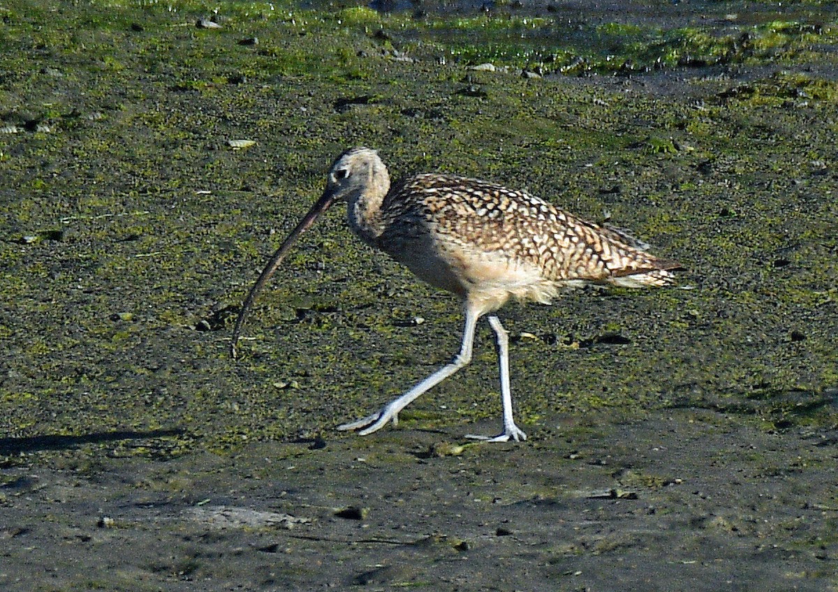 Long-billed Curlew - Alison Davies