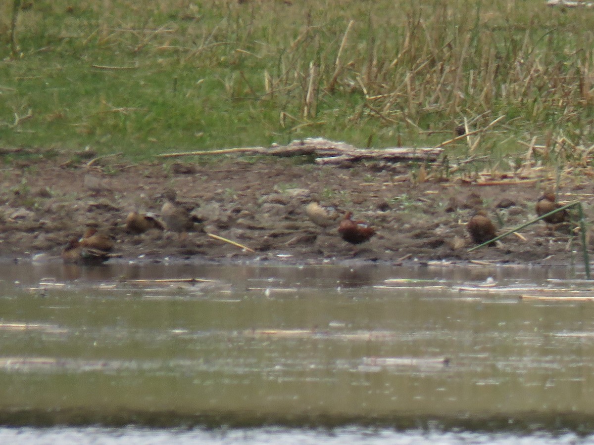 Cinnamon Teal - Robin Gurule