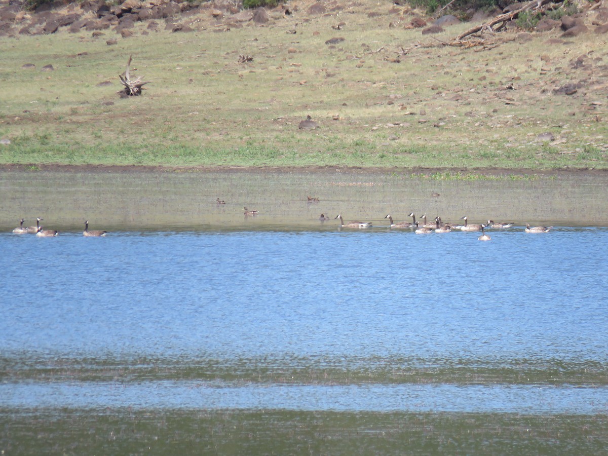 Canada Goose - ML107506161