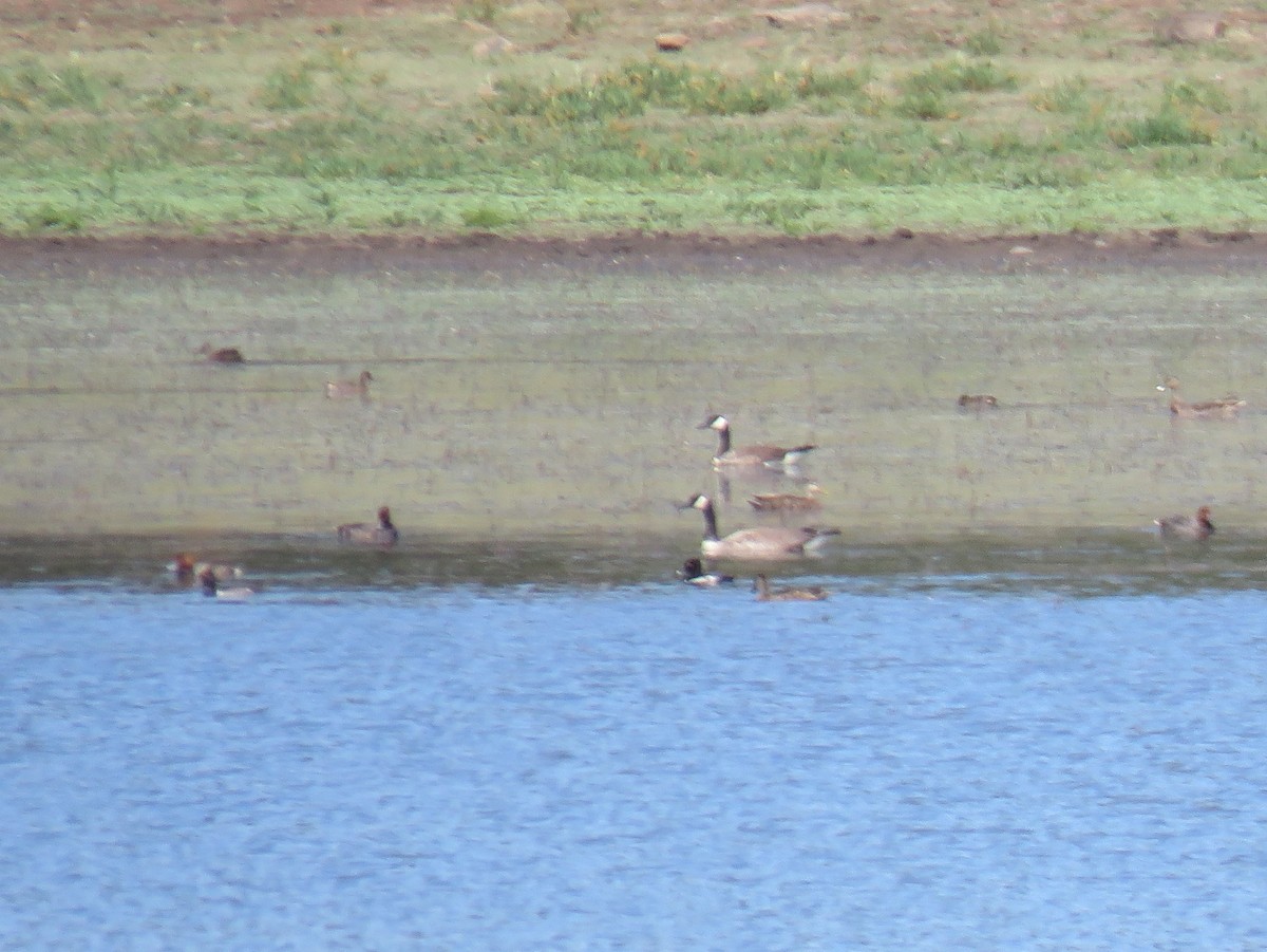 Ring-necked Duck - ML107506211