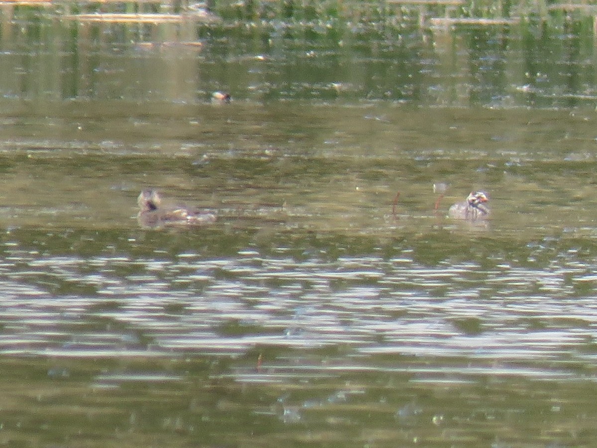 Pied-billed Grebe - ML107506231