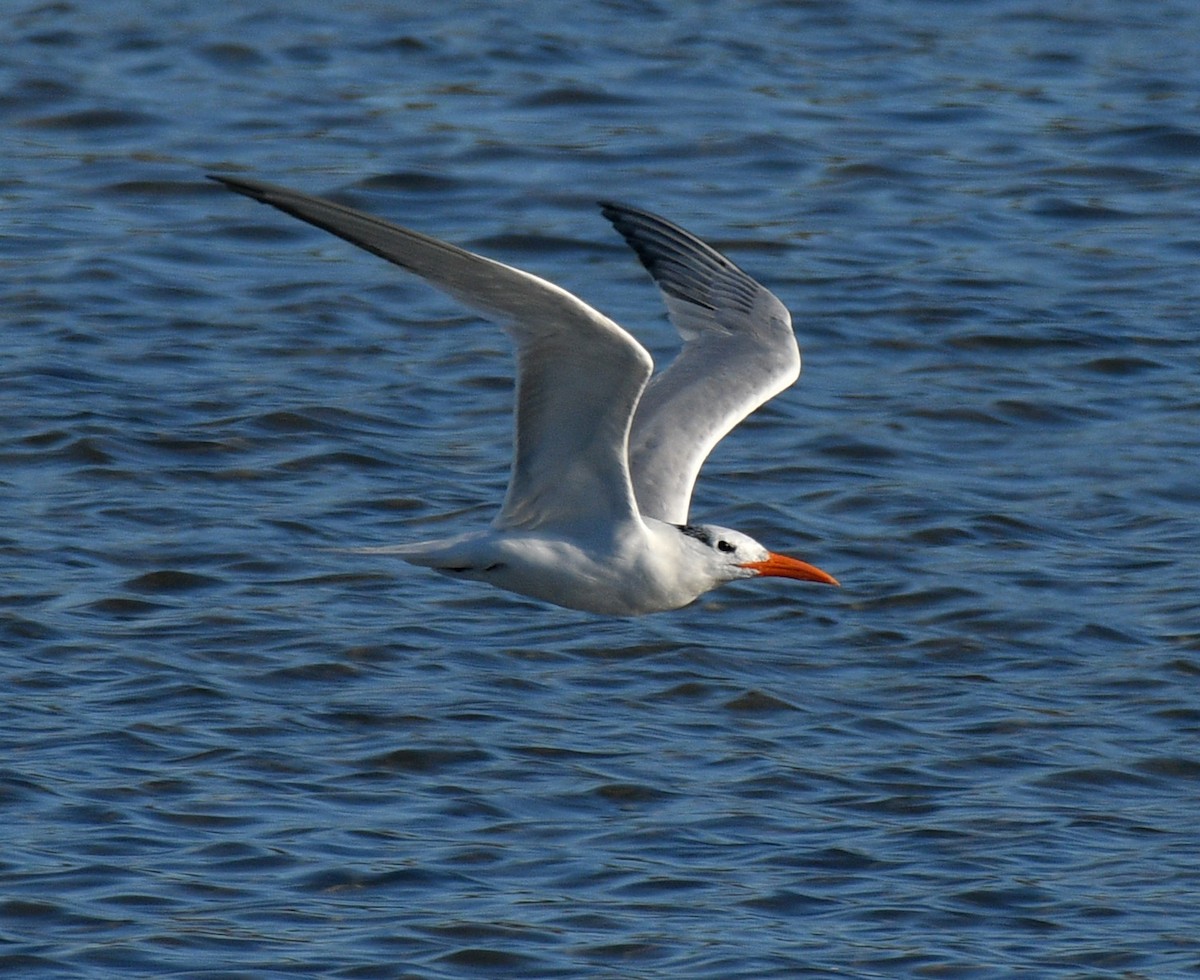 Royal Tern - Alison Davies