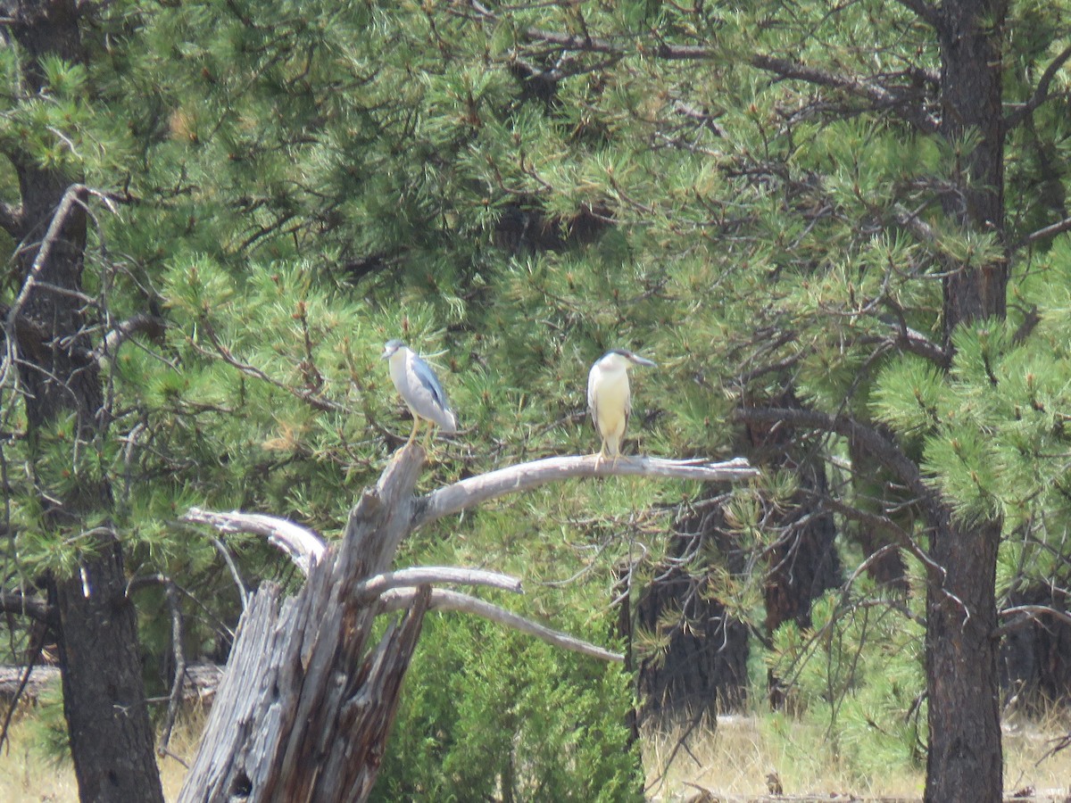 Black-crowned Night Heron - ML107506301