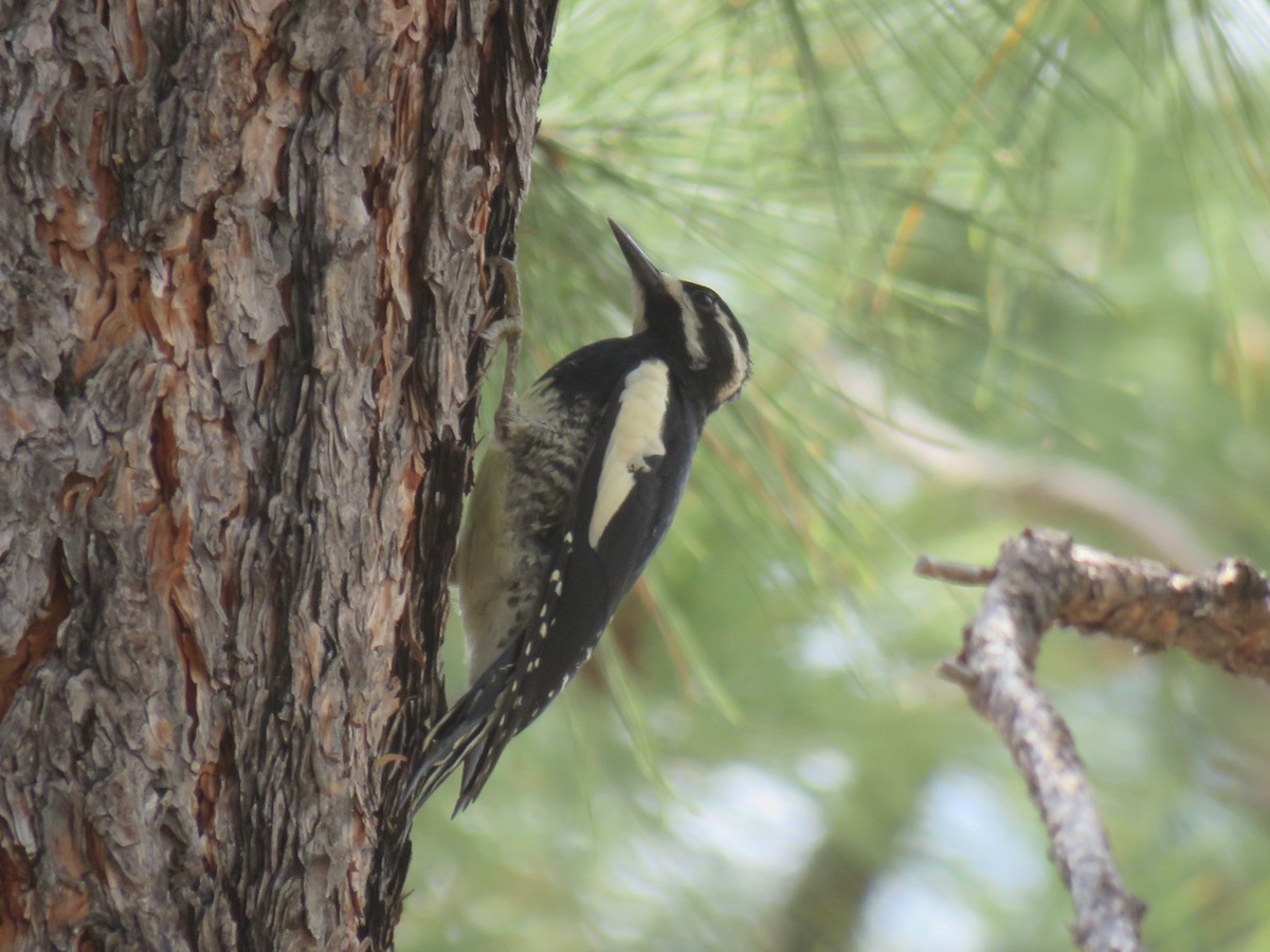 Williamson's Sapsucker - ML107506471