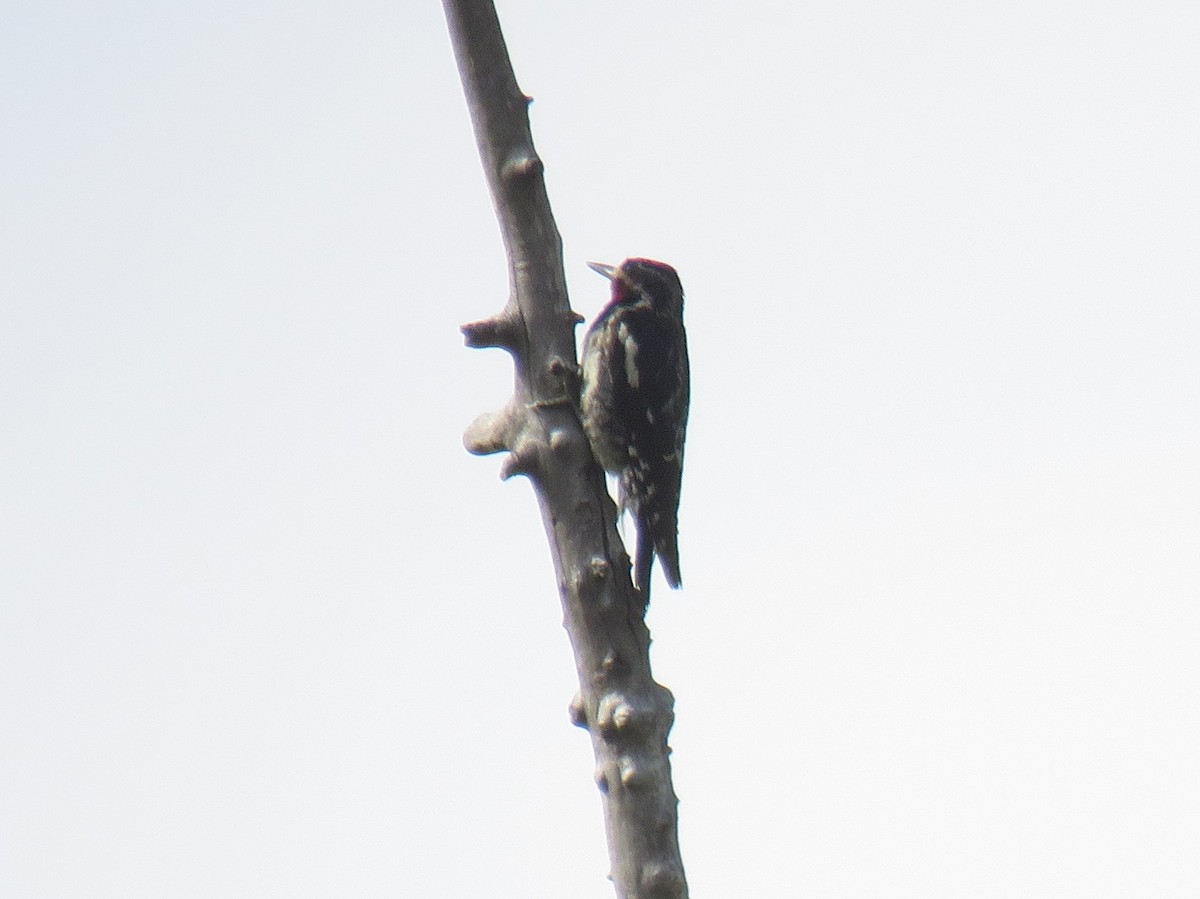 Red-naped Sapsucker - ML107506501