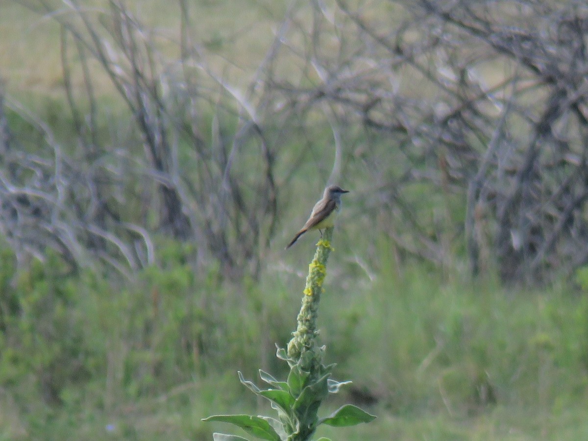 Cassin's Kingbird - Robin Gurule