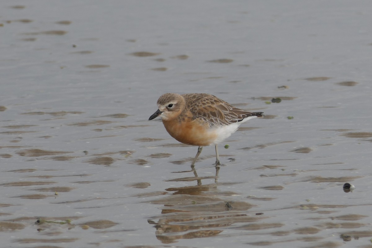 Red-breasted Dotterel - Jim Kirker