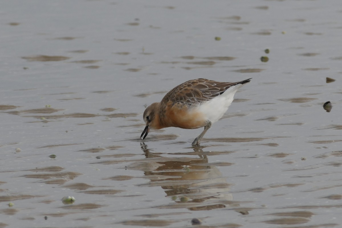 Red-breasted Dotterel - Jim Kirker