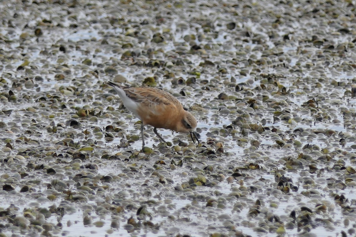 Red-breasted Dotterel - ML107507591