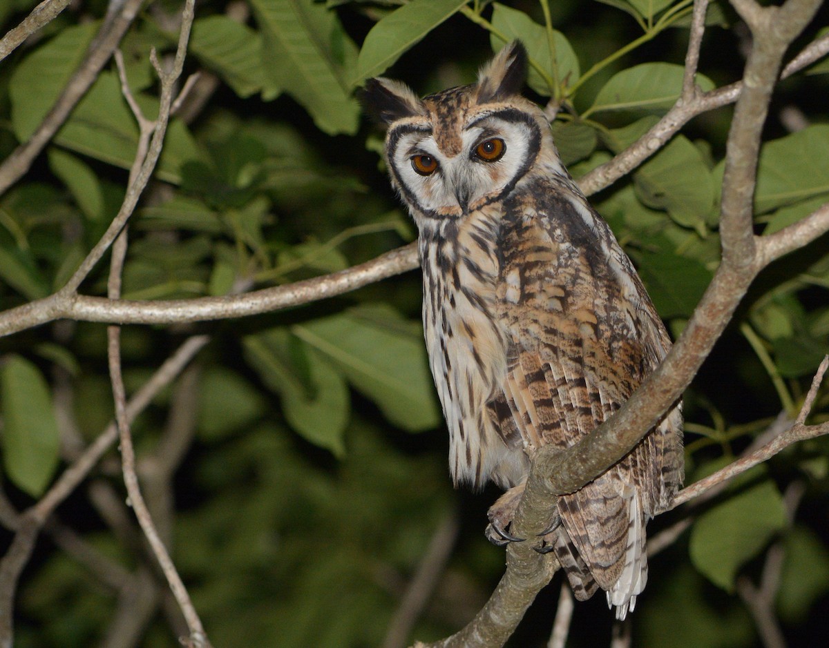 Striped Owl - ML107508401