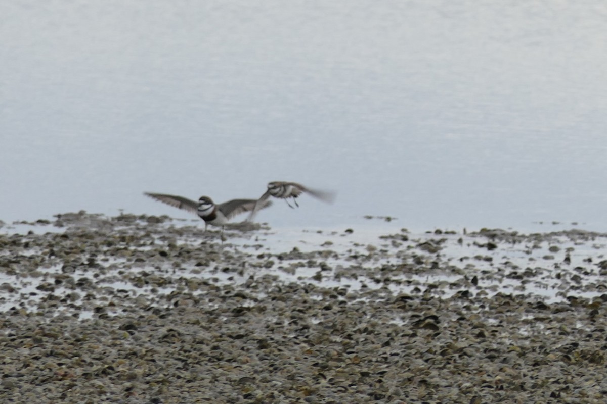 Double-banded Plover - Jim Kirker