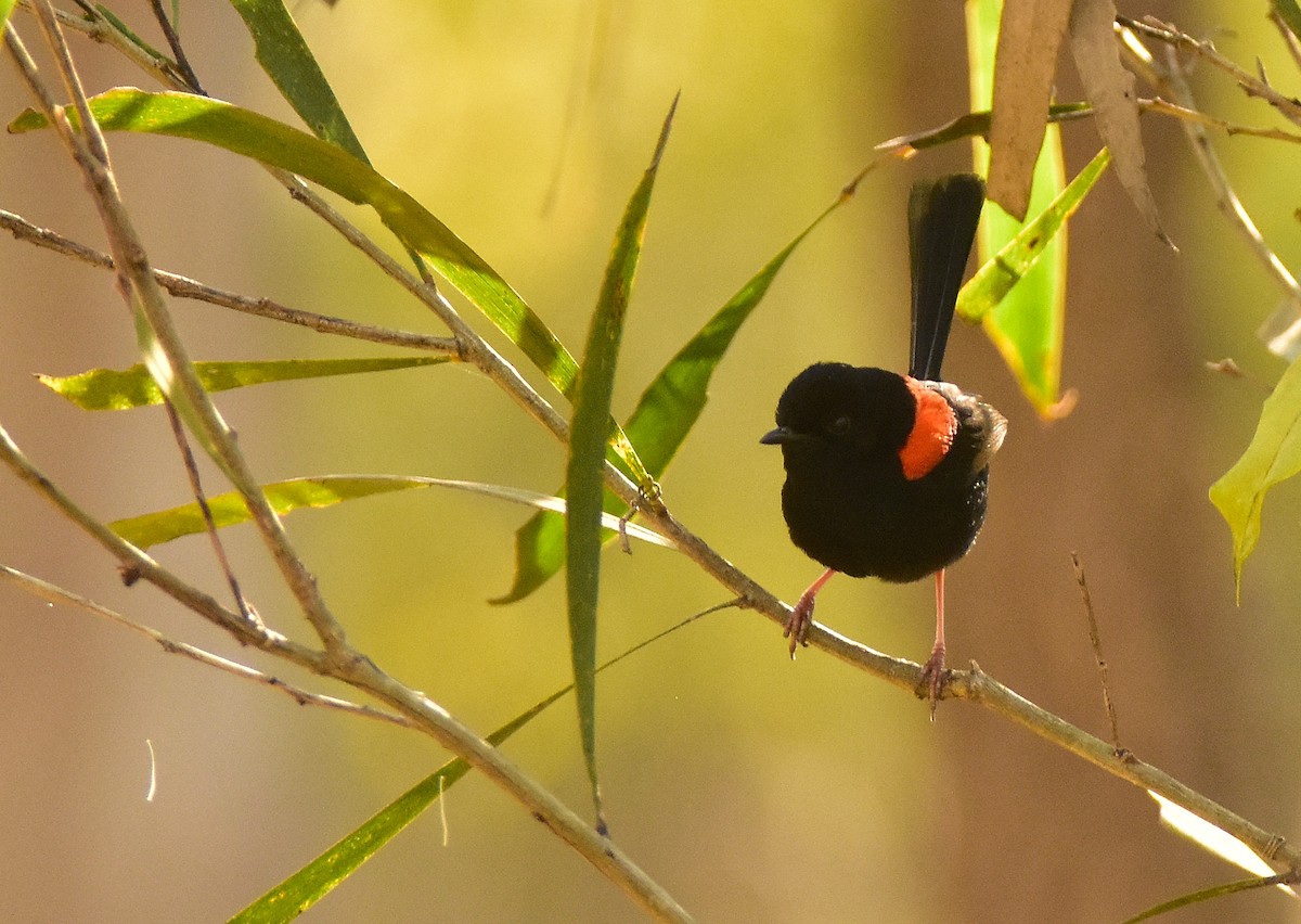 Red-backed Fairywren - Chris Wills