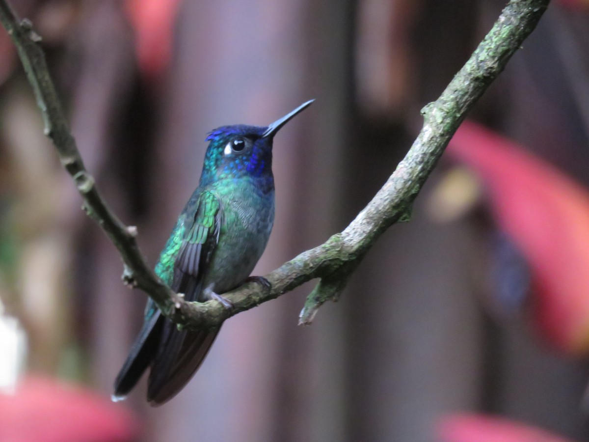 Violet-headed Hummingbird - Joyce Brady