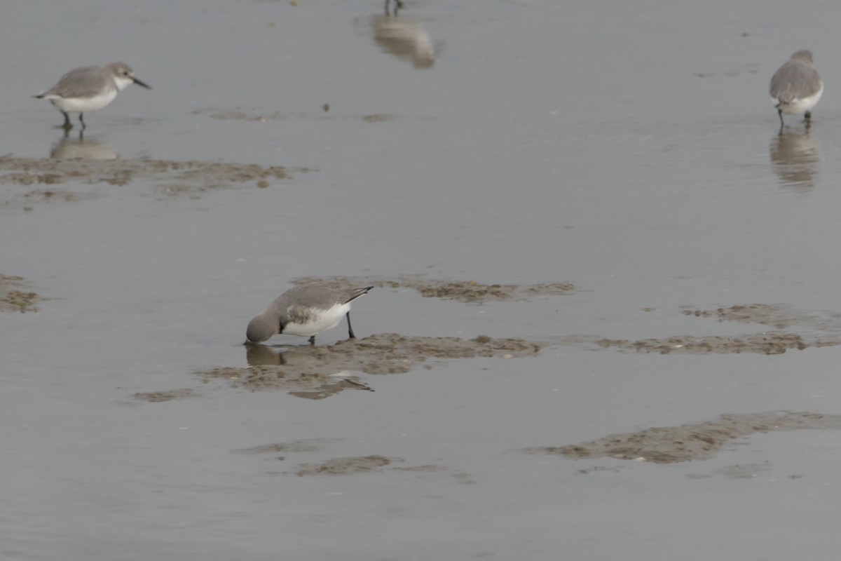 Wrybill - ML107509541