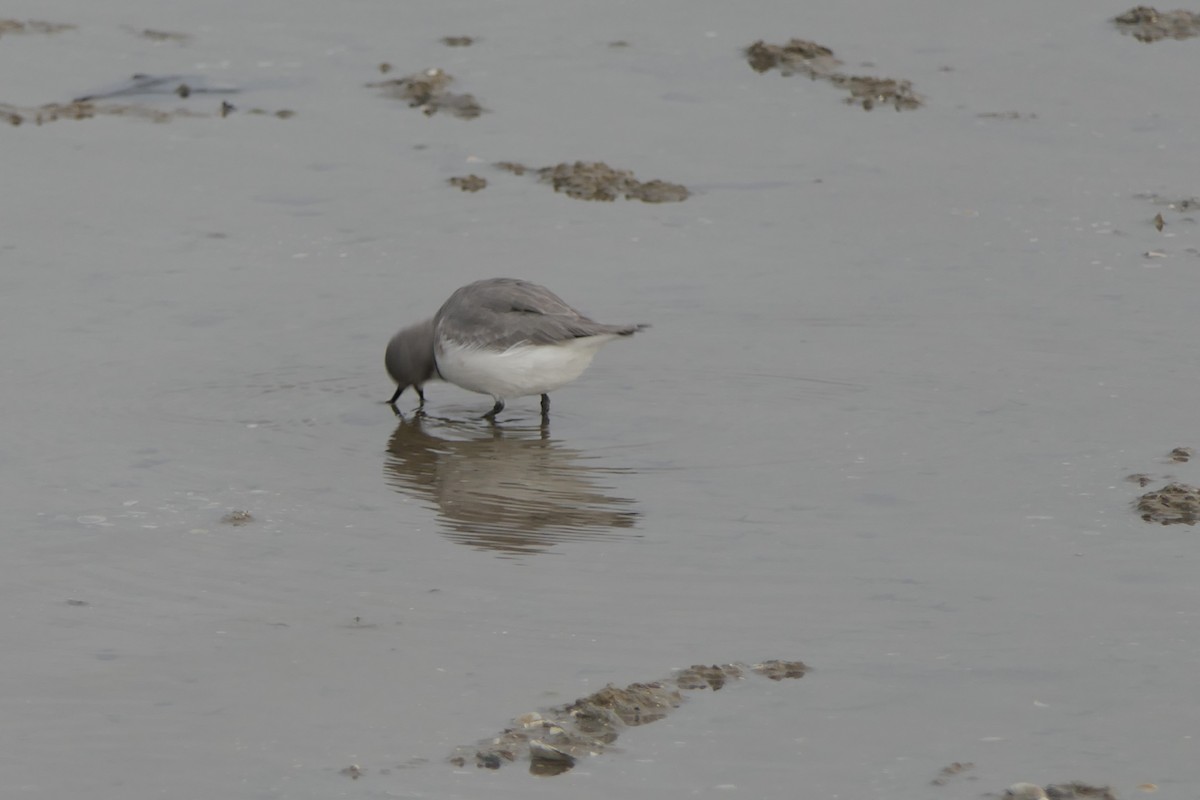 Wrybill - ML107509551