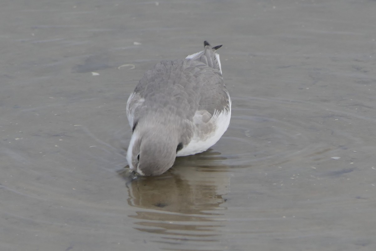 Wrybill - ML107509561