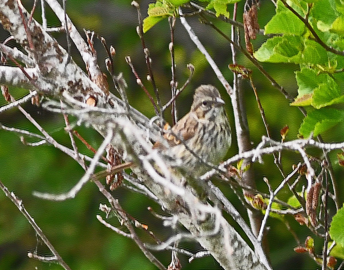 Song Sparrow - ML107509631