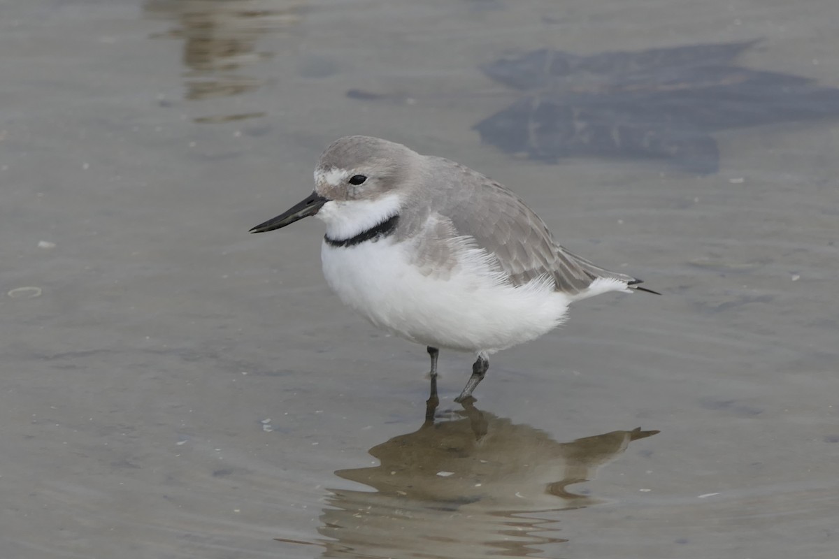 Wrybill - ML107509681