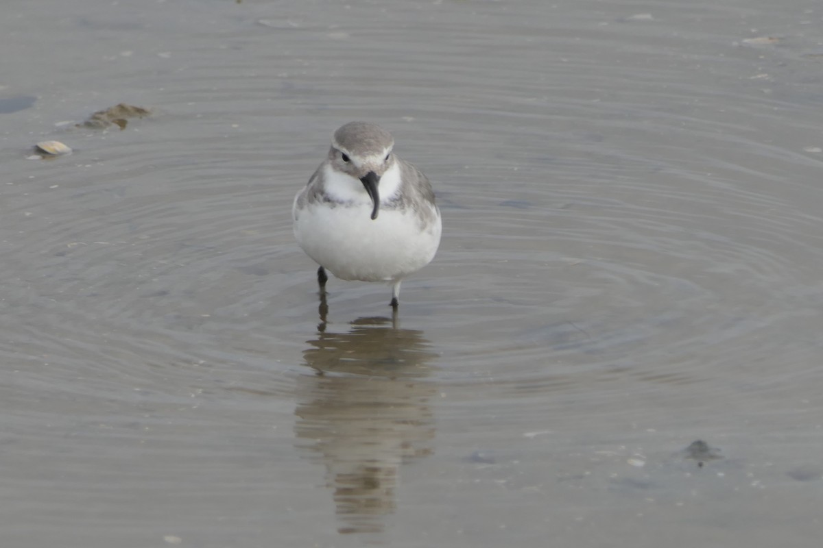 Wrybill - ML107509711