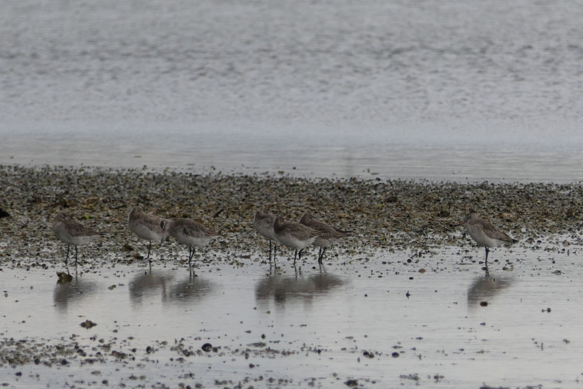 Bar-tailed Godwit - ML107510191